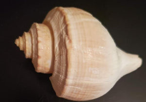 FS43 Real Seashells