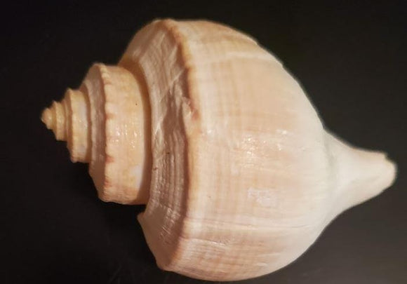 FS43 Real Seashells