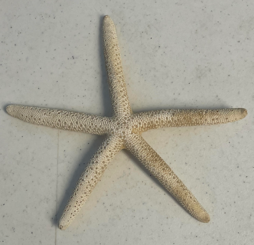 FS69 Real Small Starfish